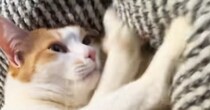 猫がフミフミしている場所に手を置いたら、『手もフミフミしてくれる説』検証したら…まさかの光景が88万再生「顔ｗｗ」「シシガミ様すぎる」
