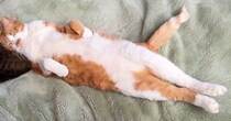 体をピンと伸ばして眠っていた猫→よく見てみると……思わず『目を疑う光景』が55万表示「100点満点の寝姿」「私も仲間に入りたい」