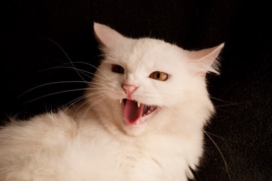 猫が『攻撃的な行動』をみせるときの注意点3つ　考えられる原因や適切な対処法も