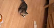 猫の『おもちゃへの執着』が凄すぎた結果…まさかの『遊び方』に笑ってしまう人が続出「執着の塊で草」「前足の動きがかわいいｗ」と反響