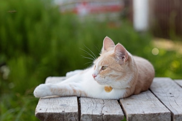 ベンチでくつろぐ猫