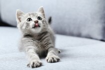 猫の『輪廻転生』に関するさまざまな説4選　失った愛猫と再会しているかも？
