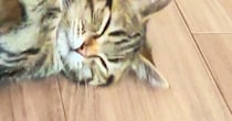 床暖房をつけたら、猫が『予想外のポーズ』をとって……微笑ましい光景に「やばい可愛すぎる」「キュンときた」と1万7000いいね