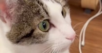 猫に『お手、おかわり、スリスリ』とお願いすると…まさかの光景に爆笑の声「猫感満載でいいねｗ」「スリスリがたまらん」と25万再生