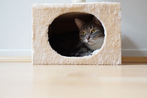 隠れている猫