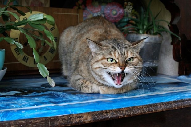警戒している猫