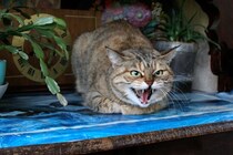 『警戒心が強い猫』と打ち解けるための方法4つ　信頼してもらうために心がけるべきこと