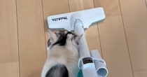 『掃除機』をかけ始めると、三毛猫が…猫とは思えない『まさかの行動』に「逃げるかと思いきやｗ」「初めて見たｗ」と笑ってしまう人が続出
