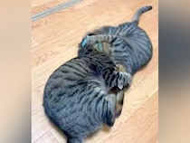 取っ組み合いをする２匹の猫→お互いをつかんで…『思わず笑ってしまう光景』が話題「蹴ってるのに蹴られているエンドレス」「メビウスの輪」