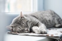 猫が『睡眠不足』になる原因4つ　危険な症状・トラブルから対処法まで