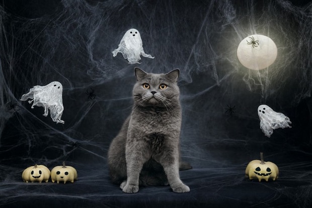 猫とその周りを飛ぶ幽霊