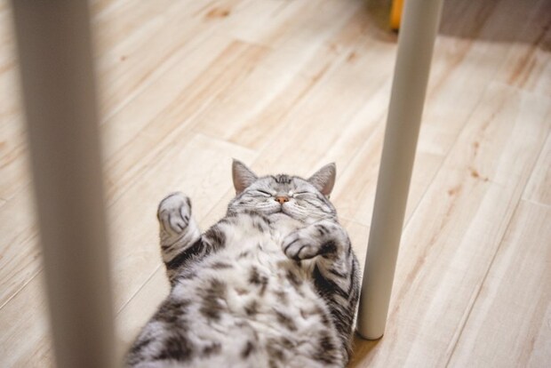 家具の間で仰向けになる猫