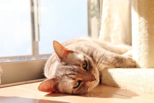 日向で横になる猫