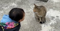 野良猫を発見した『1歳の男の子』→挨拶してみると……「可愛すぎて涙」驚きの展開が101万再生「天使と天使が遊んでる」「優しい世界」