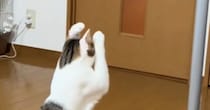鏡を見つめるネコ→頭についている『耳』の存在に気づいて…まさかの可愛すぎる仕草に反響「自分だと認識してるの凄い」「世紀の大発見ｗ」