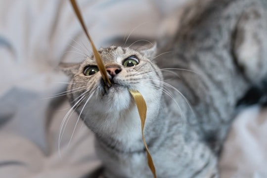 猫との付き合いに慣れた人が実践する『喜ばせる技』4選 猫上級者が自然にやっていることとは?