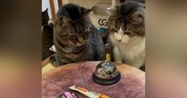 おやつが欲しい猫→目の前にあった『ベル』に触れると…可愛すぎて笑ってしまう光景が171万再生「ギリギリを攻めてからのｗ」「声出た」