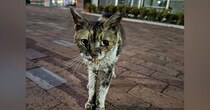 10年以上も外で過ごしていた『ボロボロの地域猫』→保護されると…当時が嘘のような『現在の様子』に「別の猫みたい」「よかったねぇ」と感動