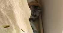 姿が見えなくなった子猫→『洗濯機の横』を見ると……とんでもなく愛おしい瞬間が83万再生「心臓がキューっとなった」「機嫌悪そうで可愛い」