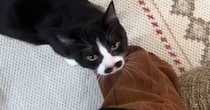 飼い主さんが帰ってくると、猫が『大喜び』して…あまりにも可愛い『熱烈大歓迎』に反響！「めっちゃ嬉しいよね」「くねくねがたまらん」