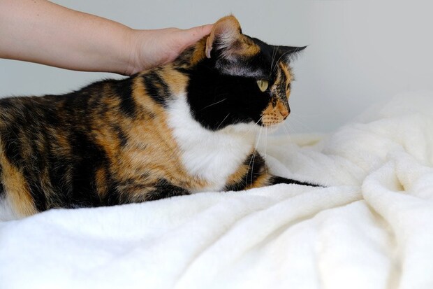 高齢猫をなでる女性の手