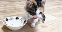 ご飯を食べ終えた『甘えん坊の保護子猫』→次の瞬間……尊すぎる『ルーティンの様子』が13万再生「心奪われた」「めちゃめちゃ可愛い」
