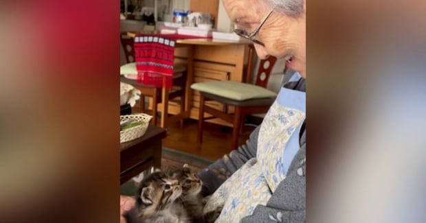 92歳のおばあちゃん→膝の上に乗る『子猫』に話しかけると……「尊すぎて泣く」素敵な光景が556万再生「涙腺崩壊」「かぁーたまらん」