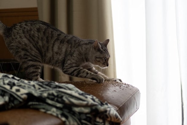ソファで爪とぎをする猫