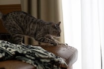 猫を『衝動的に飼う』と起こりうる問題4選　お互いが不幸になる理由や事前に検討すべきこと