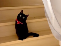 扉の向こうにいる『赤い首輪をつけた黒猫』…まるでアニメのキャラ？たまらなく可愛い光景が26万再生「ジジだ」「100点のポージング」