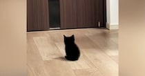 家族の帰宅を待つ『赤ちゃん猫』→ドアが開くと……とんでもなく尊い『お出迎えの光景』が268万再生「2頭身がたまらん」「キュンときた」