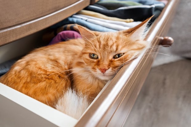 タンスに入る猫