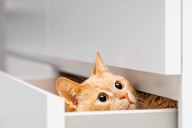 引き出しで遊ぶ猫