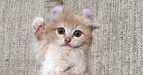 『もう子猫とは呼べない…』半年後の様子を見ると→劇的なビフォーアフターに４万いいね「同じポーズで笑った」「やぁ（野太い）」