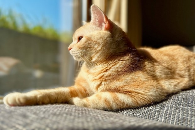 窓の外を見つめる猫