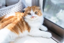 同じ猫でもこんなに違う？『長毛＆短毛が存在する猫種』4選　個性あふれる特徴もご紹介