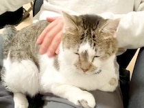 いつもはパパに『塩対応』な元野良猫→ママが不在になると…想像もできなかった『態度の豹変っぷり』に反響「たまらないね」「パパ至福の時」