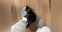 会社に行こうとしたら、『子猫』が……『まさかの行動』が可愛すぎると57万再生「猫に襲われてるので休みます」「一緒に行くかｗ」