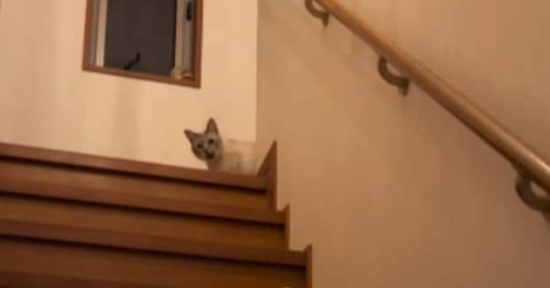 『261万再生』大好きなお兄ちゃんが『転勤』で家からいなくなったら…愛猫がとった行動に「あかん涙が止まらん」「絶対泣いちゃうやつ」