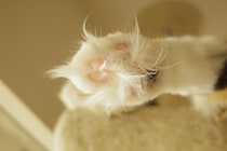 猫の『足裏の毛』は伸びたままではいけない？整えるべき理由やお手入れのポイント