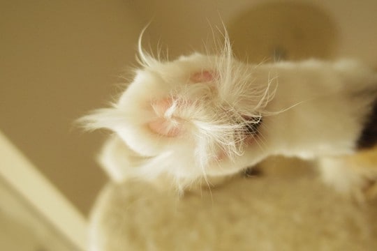 猫の『足裏の毛』は伸びたままではいけない?整えるべき理由やお手入れのポイント