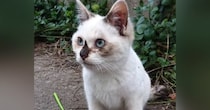 寒い時期に外で暮らしていた『ほぼ白色だった子猫』→保護されて６年…見違えるビフォーアフターに「日焼けしたのかな」「幸せになったね」の声