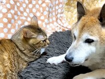 いつも近くにいる犬と猫→姿が見えなくなると…涙が出るほど愛おしい『２匹の光景』に「なんか親子に見える」「安心できる優しい関係」と反響