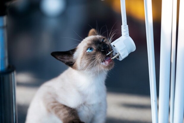 コンセントを噛む猫