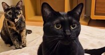 ひとつの毛布で仲良くふみふみをする『黒猫とサビ猫』……可愛すぎる瞬間に１万いいねの反響「シンクロしてるｗ」「尊くてガン見した」