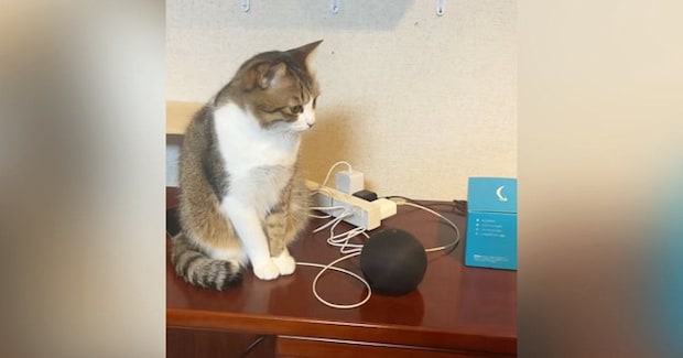 スマートスピーカーに『猫のモノマネして』と指示した結果→隣にいた猫が…まさかの光景が68万再生「触り方が面白いｗ」「可愛すぎるｗｗ」