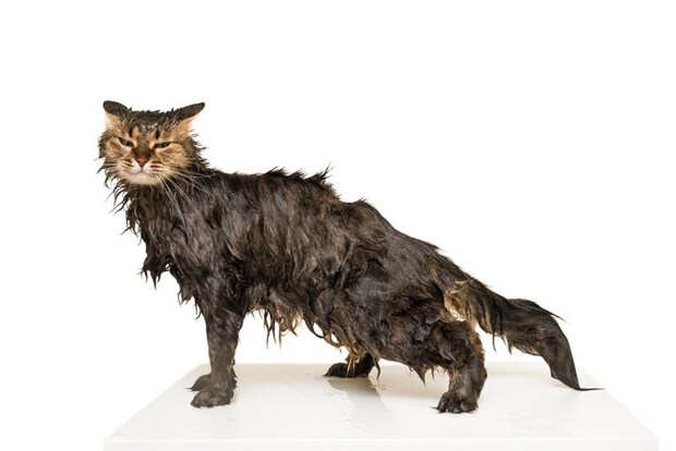 濡れている猫
