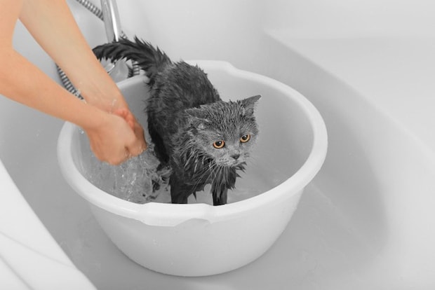 洗い桶の中で洗われている猫