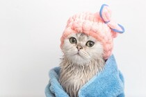 猫を『シャンプー』するときの絶対NG行為4つ　誤った方法が思わぬトラブルに？