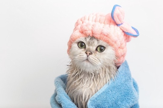 猫を『シャンプー』するときの絶対NG行為4つ　誤った方法が思わぬトラブルに？